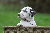 DALMATIEN 508